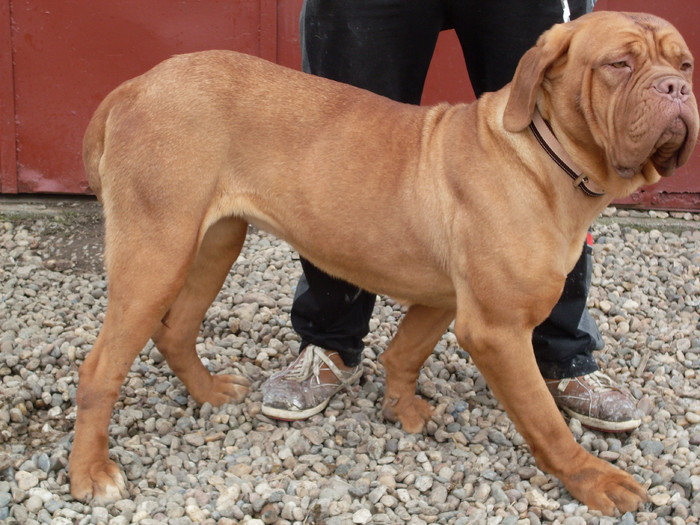 SARA4 - Dog de Bordeaux