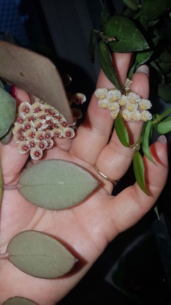  - 0 hoya infloriri in grup