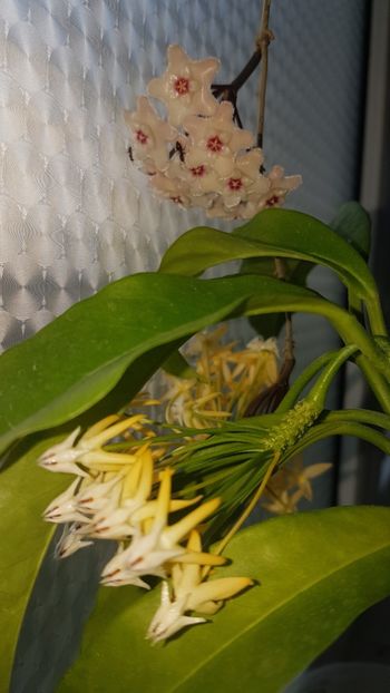  - 0 hoya infloriri in grup