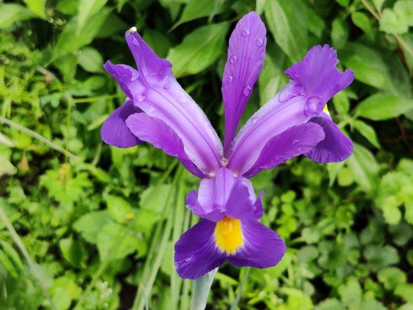 Albastru - Iris hollandica