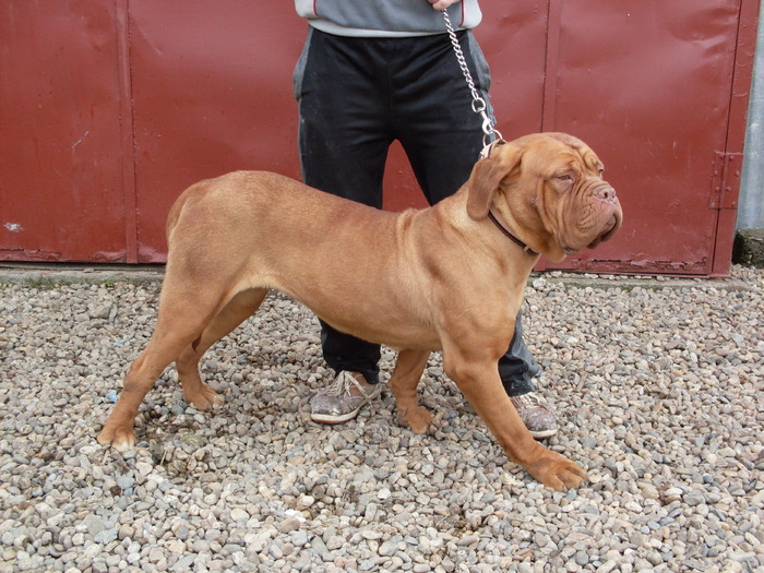 SARA5 - Dog de Bordeaux