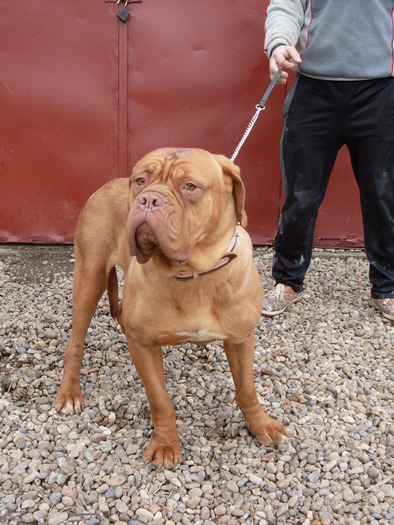 SARA6 - Dog de Bordeaux