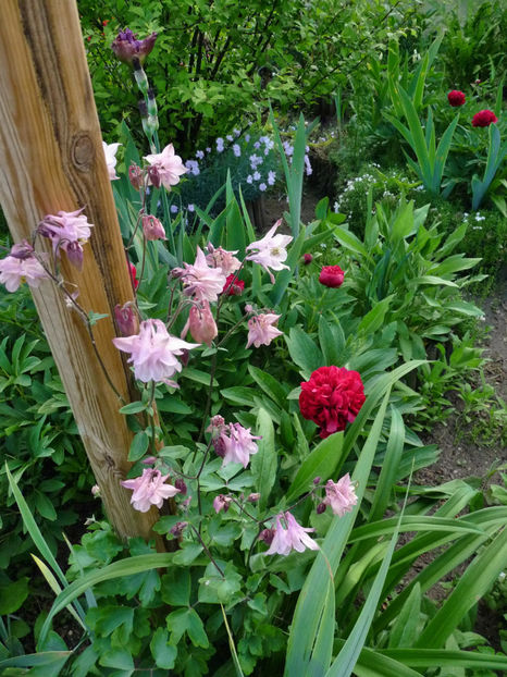  - 2021 - 01 - Primavara