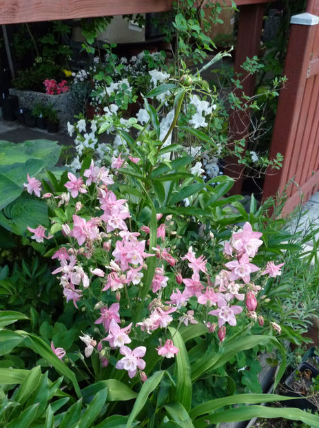  - 2021 - 01 - Primavara