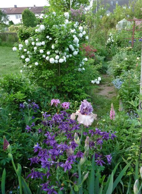  - 2021 - 01 - Primavara