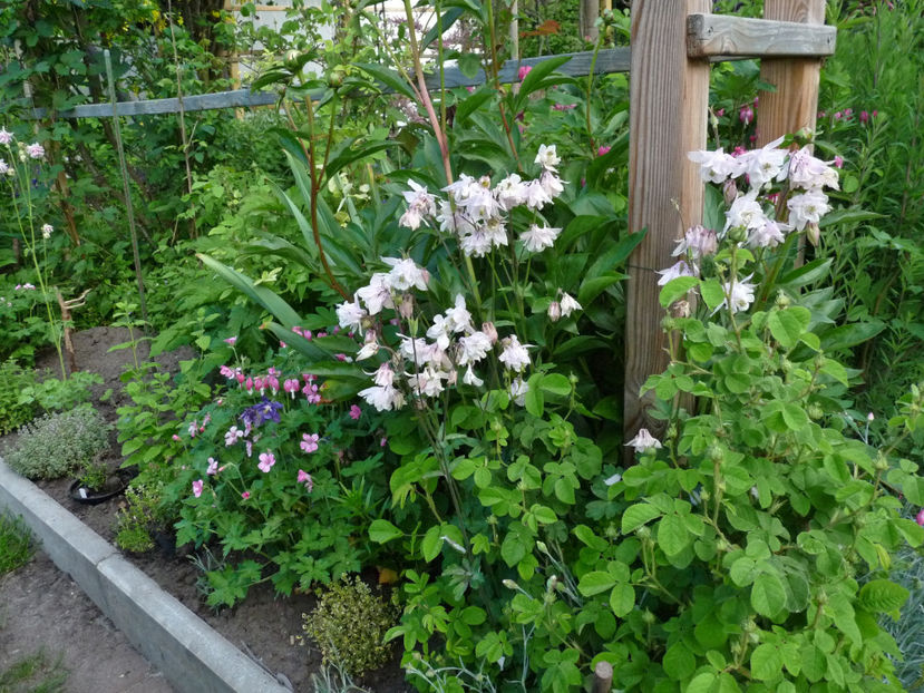  - 2021 - 01 - Primavara