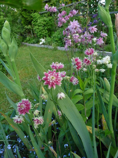  - 2021 - 01 - Primavara