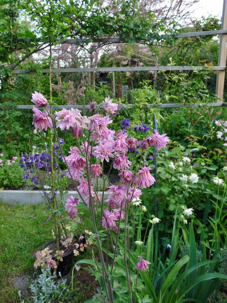  - 2021 - 01 - Primavara