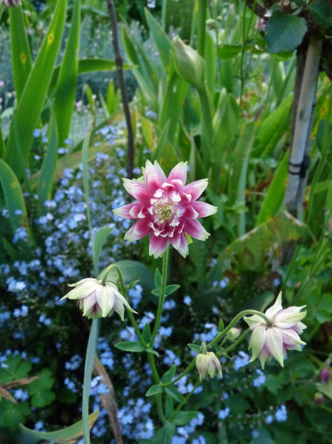  - 2021 - 01 - Primavara