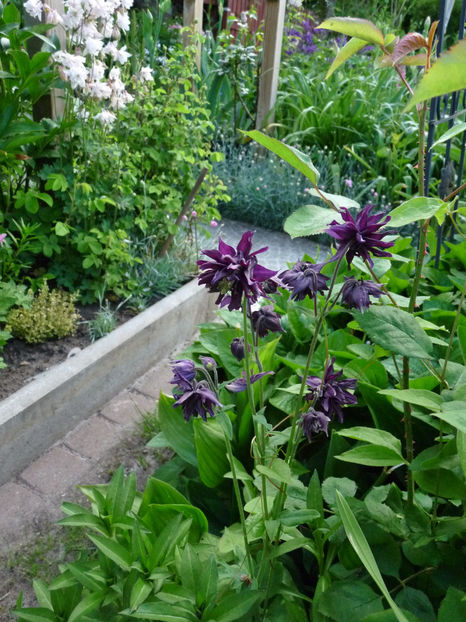  - 2021 - 01 - Primavara