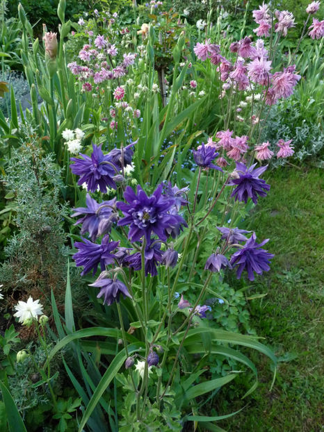  - 2021 - 01 - Primavara