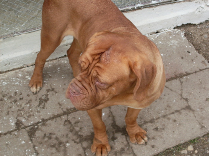 SARA7 - Dog de Bordeaux