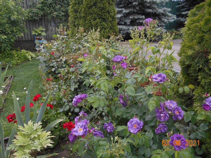  - 02 Trandafiri 2021