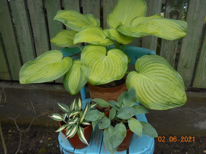  - 02 Azalee-rhododendroni-heleborusi-hortensii-hoste 2021
