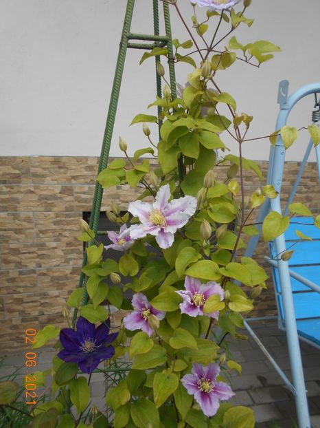  - 02 Clematite 2021