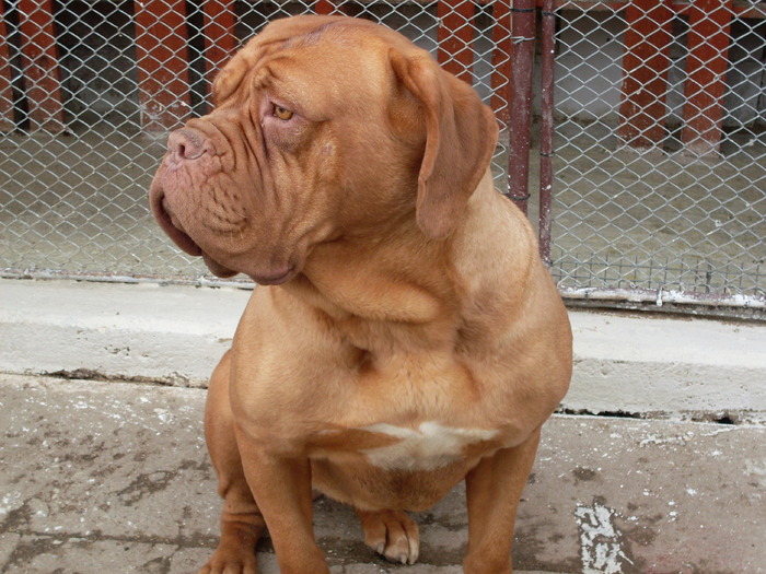 SARA11 - Dog de Bordeaux