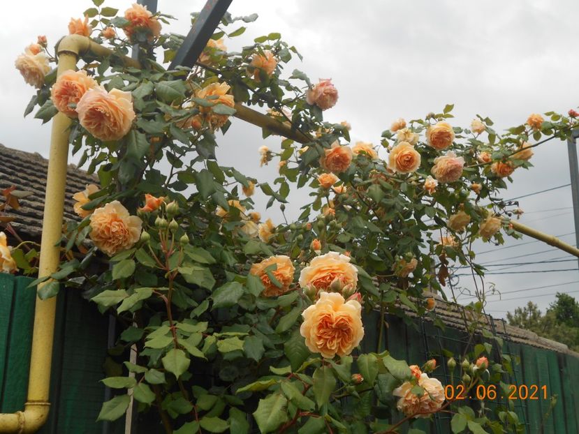  - 02 Trandafiri 2021