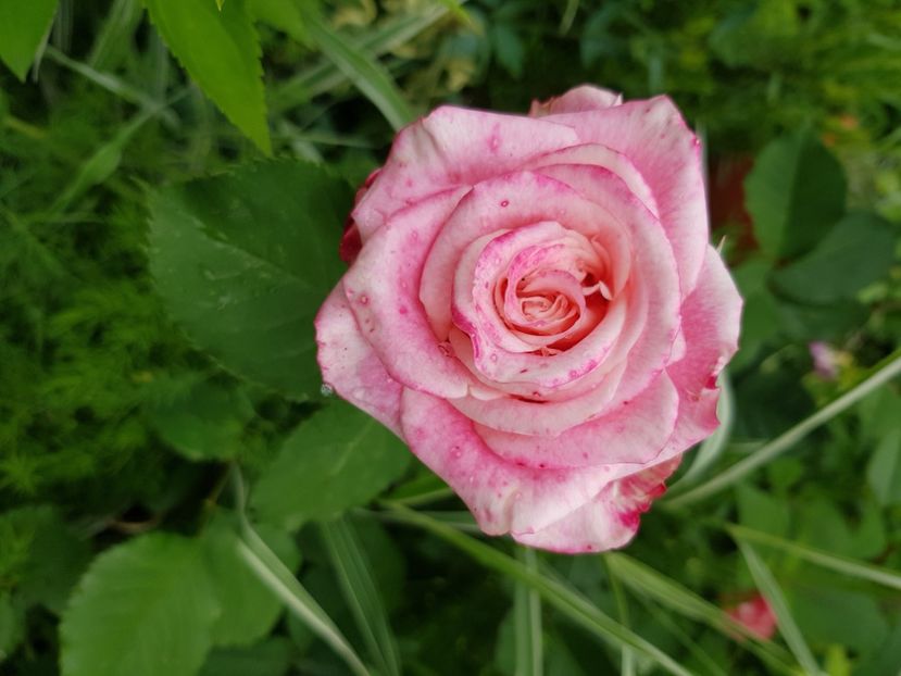 Bg  120 - Trandafiri 2021