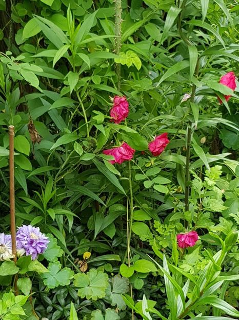 Rosu Urcator - Trandafiri 2021