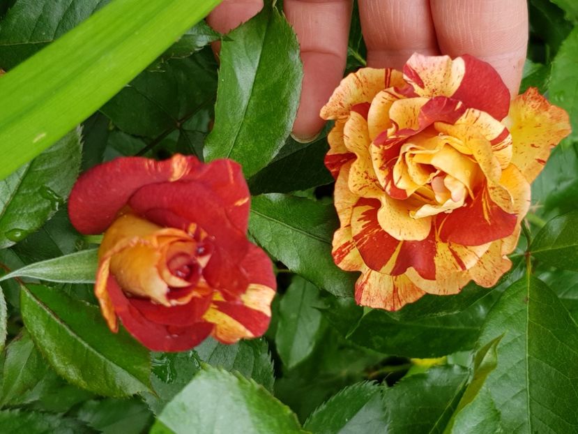 Summer lodge - Trandafiri 2021