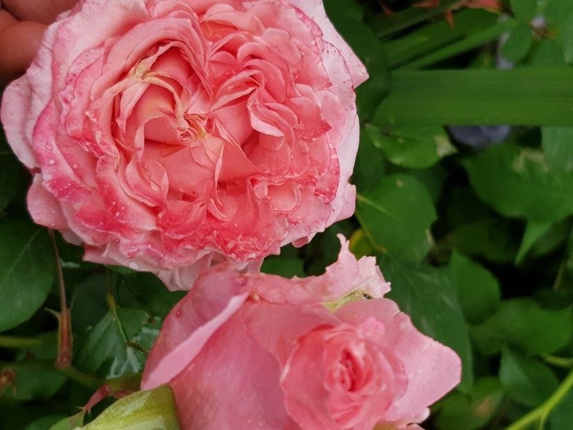 Laurent Cabrol - Trandafiri 2021