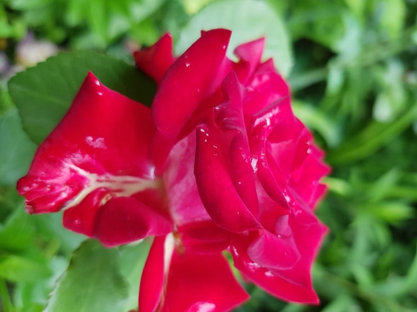 Alliantz - Trandafiri 2021