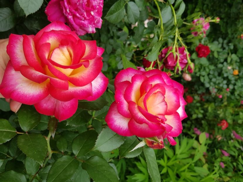 Leo - Trandafiri 2021