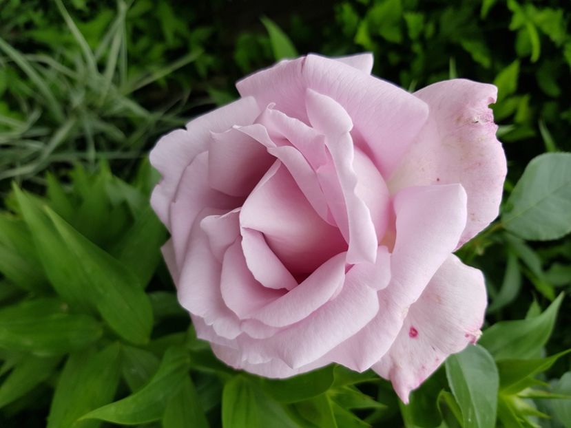 Sissi - Trandafiri 2021