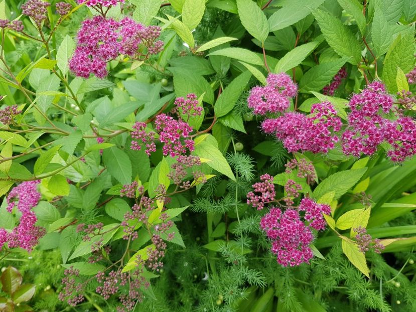  - Arbuști 2021-2023