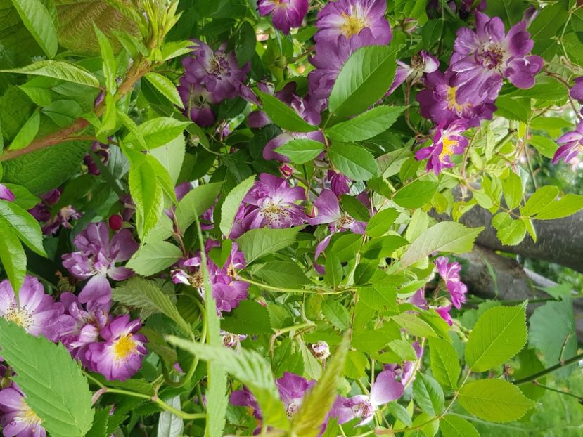 Veilchenhrau - Trandafiri 2021