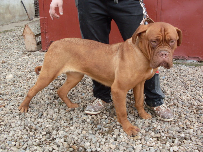 ALMA2 - Dog de Bordeaux