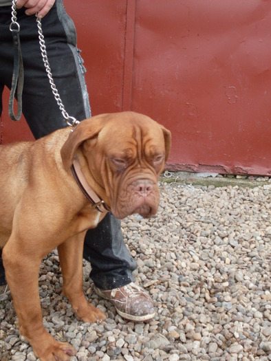 ALMA4 - Dog de Bordeaux