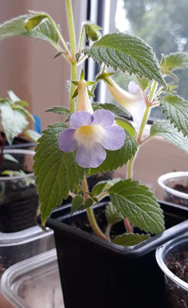 2021 - 0001 2022 - MM s Blue Moon