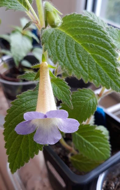  - 0001 2022 - MM s Blue Moon