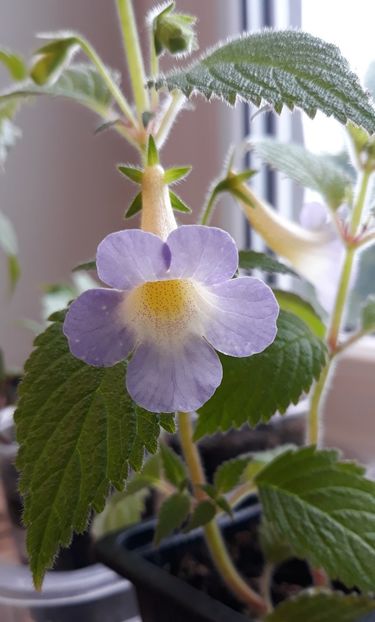  - 0001 2022 - MM s Blue Moon