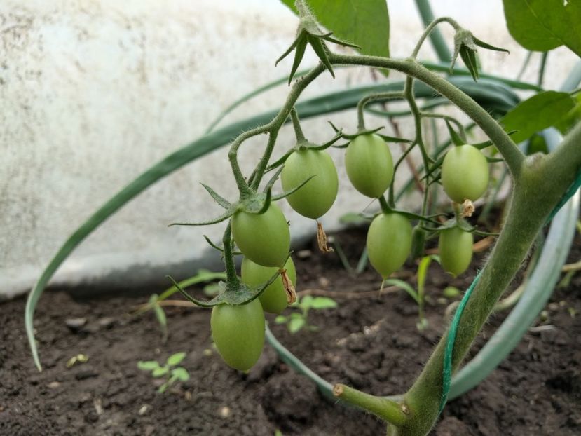 Policarpo f1 - Tomate 2021 soiuri si hibrizi