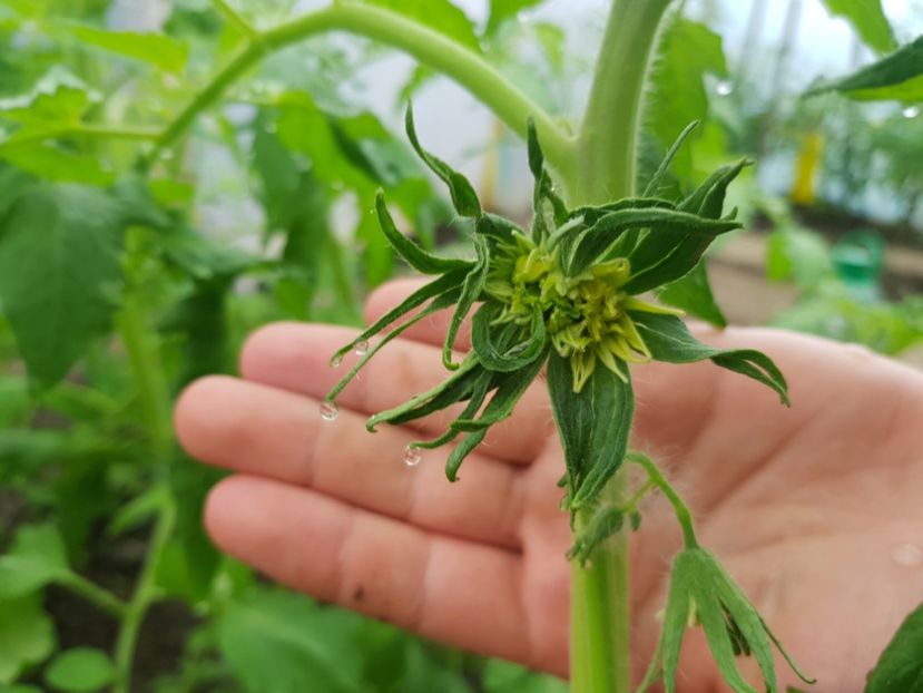 Mega floare - Tomate 2021 soiuri si hibrizi