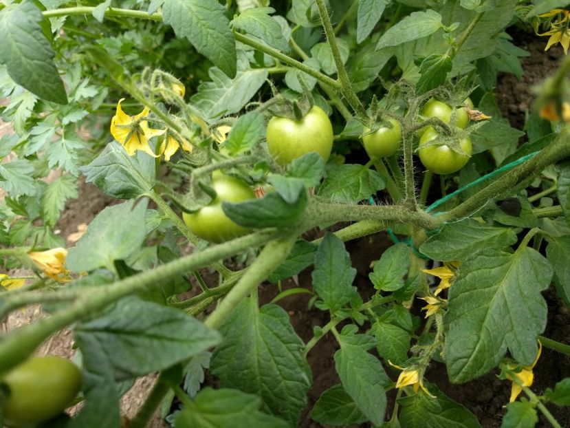 Maskotka - Tomate 2021 soiuri si hibrizi