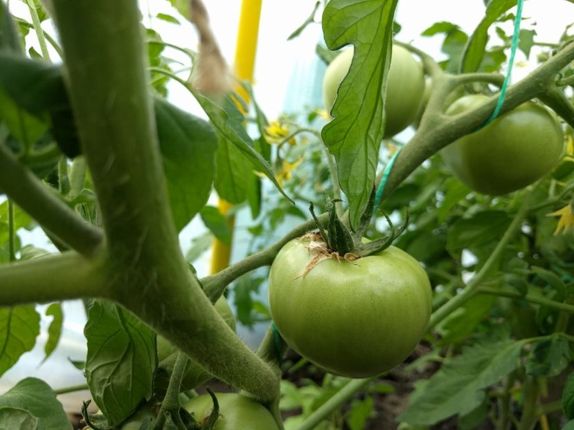 Alka - Tomate 2021 soiuri si hibrizi