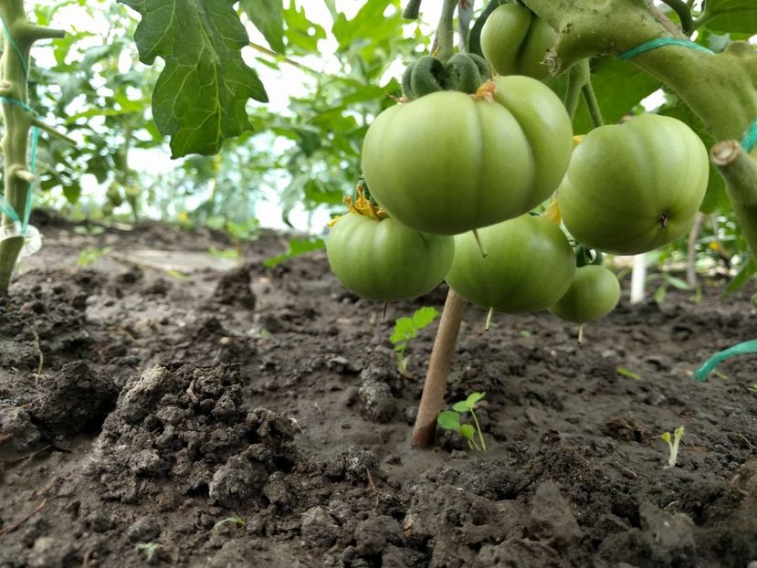 Reiana - Tomate 2021 soiuri si hibrizi