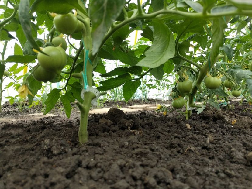 Riana - Tomate 2021 soiuri si hibrizi