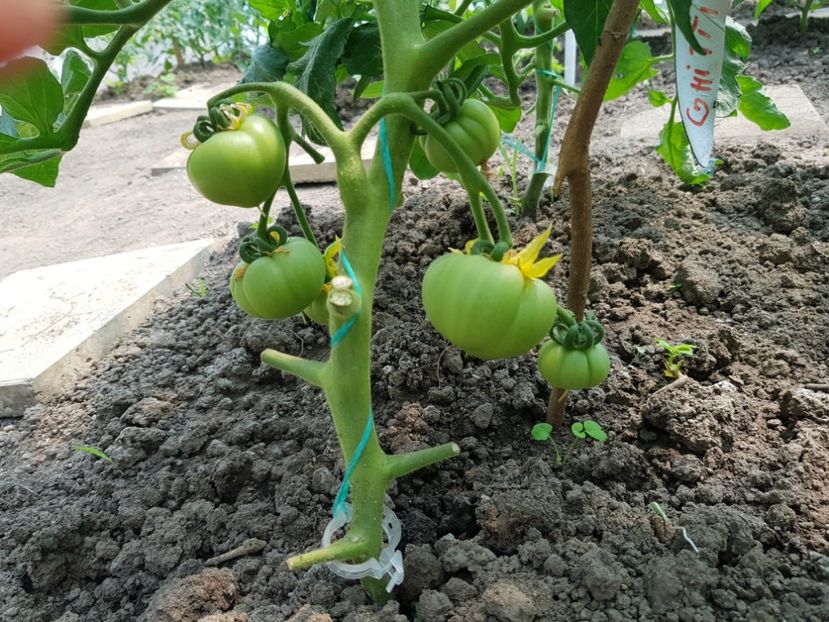 Rila - Tomate 2021 soiuri si hibrizi