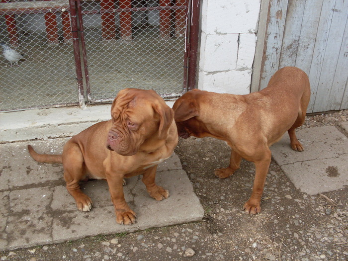 ALMA&SARA4 - Dog de Bordeaux