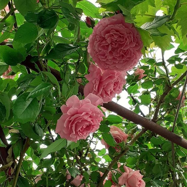  - Heillige Elisabeth 2021