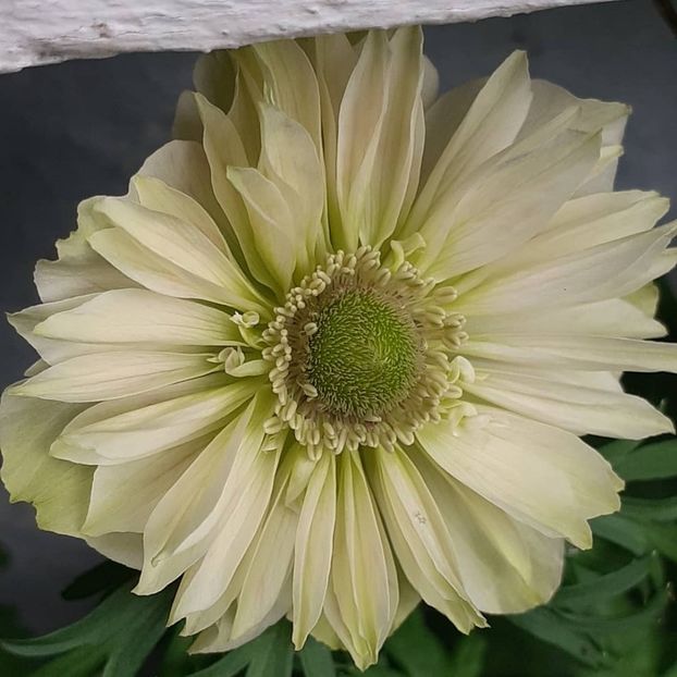 O anemonă - Iunie 2021