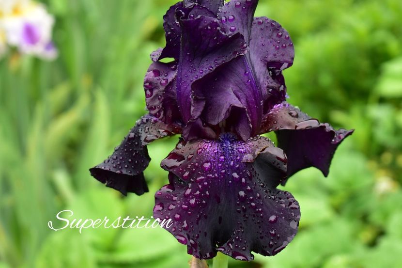 AddText_06-03-02.10.20 - Iriși 2021