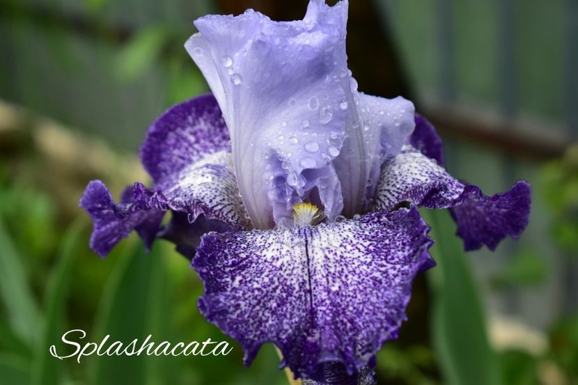 AddText_06-03-02.07.33 - Iriși 2021