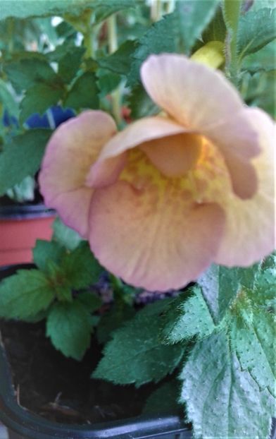 20210603_143059-1 - achimenes lena vera colectie IME 1985