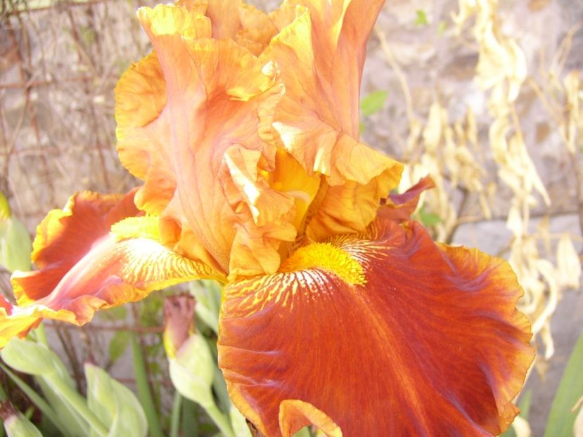 P1370812 - ANUL 2021 FLORI II