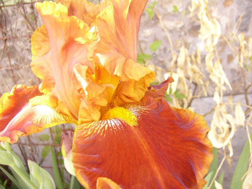 P1370813 - ANUL 2021 FLORI II